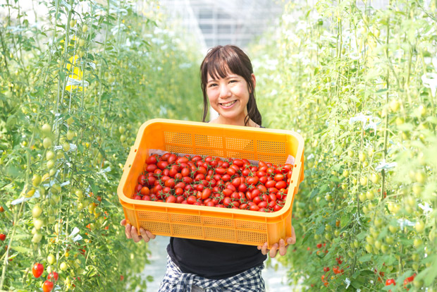 フルーツトマトを生産する三浦綾佳さん