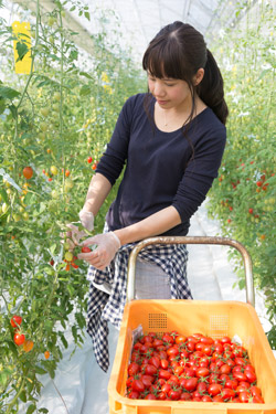 トマトを収穫する三浦綾佳さん